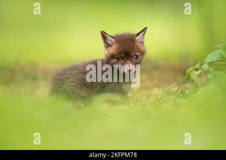 Ein sehr junges Fuchsjunge erforscht seine neue Umgebung außerhalb der Höhle Stockfoto