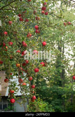 Ein alter Apfelgarten Stockfoto