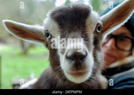 Eine Frau, die eine junge Ziege hält. Stockfoto