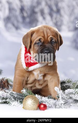 De Bordeaux Dogge Welpen Stockfoto