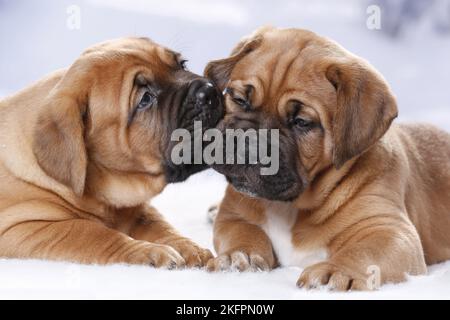 2 Dogue de Bordeaux Welpen Stockfoto