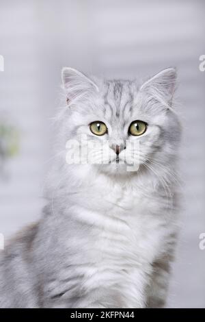 Highlander-Portrait Stockfoto