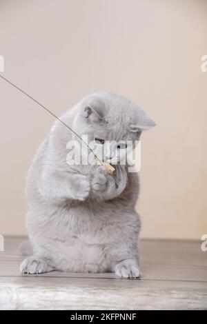 junge Britisch Kurzhaar Stockfoto