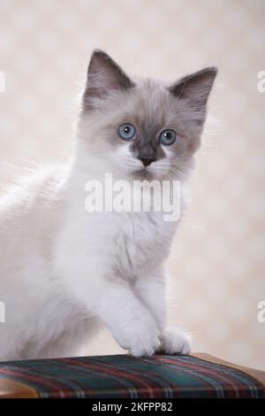 Ragdoll Kätzchen Stockfoto