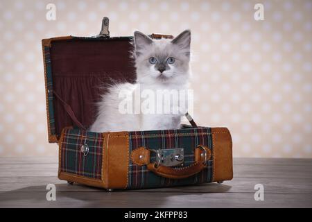 Ragdoll Kätzchen Stockfoto