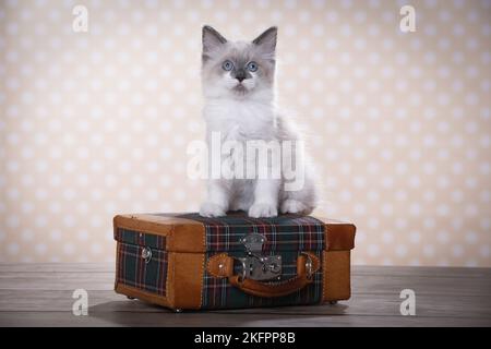 Ragdoll Kätzchen Stockfoto