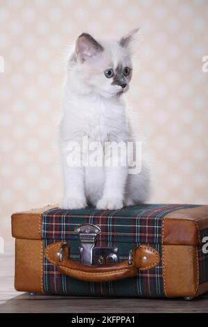 Ragdoll Kätzchen Stockfoto
