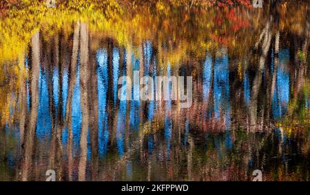 Reflexion eines Baumhains in Herbstfarben vor einem blauen Himmel, auf der gewellten Oberfläche eines Flusses. Charles River Peninsula, Needham, MA, USA. Stockfoto