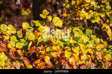 Roundleaf greenbrier (Smilax rotundifolia) - Zweige mit wechselnden Blättern. Lebhaftes Herbstlaub in Neuengland. Charles River Peninsula, Needham, MA. Stockfoto