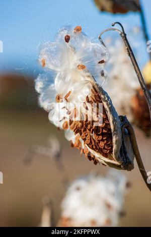 Gewöhnliche Milchweed (Asclepias syriaca) - Follikelfrüchte, die sich dehnen, um Samen freizusetzen, die jeweils in einen seidigen Pappus gekleidet sind. Charles River Peninsula, Needham, MA. Stockfoto