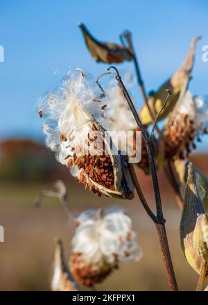 Gewöhnliche Milchweed (Asclepias syriaca) - Follikelfrüchte, die sich dehnen, um Samen freizusetzen, die jeweils in einen seidigen Pappus gekleidet sind. Charles River Peninsula, Needham, MA. Stockfoto