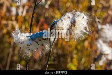 Gewöhnliche Milchweed (Asclepias syriaca) - Follikelfrüchte, die sich dehnen, um Samen freizusetzen, die jeweils in einen seidigen Pappus gekleidet sind. Charles River Peninsula, Needham, MA. Stockfoto