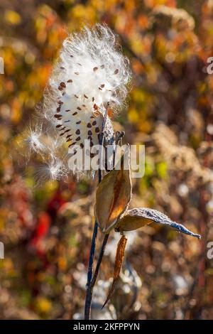 Gewöhnliche Milchweed (Asclepias syriaca) - Follikelfrüchte, die sich dehnen, um Samen freizusetzen, die jeweils in einen seidigen Pappus gekleidet sind. Charles River Peninsula, Needham, MA. Stockfoto