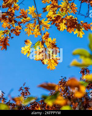 Scharlach-Eiche (Quercus coccinea) im Herbstlaub. Zweige mit wechselnden Blättern in leuchtenden Gold- und Rottönen. Charles River Peninsula, Needham. Stockfoto