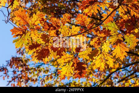 Scharlach-Eiche (Quercus coccinea) im Herbstlaub. Zweige mit wechselnden Blättern in leuchtenden Gold- und Rottönen. Charles River Peninsula, Needham. Stockfoto