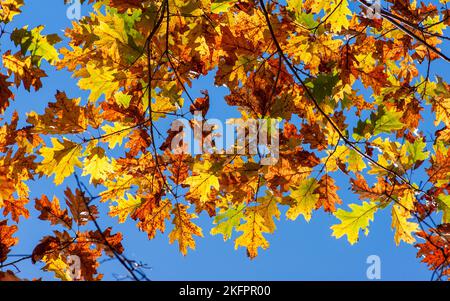 Scharlach-Eiche (Quercus coccinea) im Herbstlaub. Zweige mit wechselnden Blättern in leuchtenden Gold- und Rottönen. Charles River Peninsula, Needham. Stockfoto