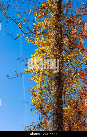 Gratgurke und Roundleaf greenbrier mit wechselnden Blättern. Klettern von Rebstöcken auf einem Baumstamm. Herbstlaub. Charles River Peninsula, Needham, MA. Stockfoto
