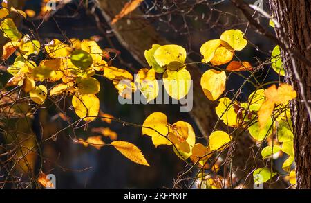 Roundleaf greenbrier (Smilax rotundifolia) - Zweige mit wechselnden Blättern. Lebhaftes Herbstlaub in Neuengland. Charles River Peninsula, Needham, MA. Stockfoto