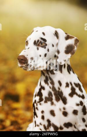 Dalmatiner Welpen Stockfoto