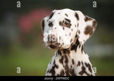 Dalmatiner Welpen Stockfoto