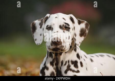 Dalmatiner Welpen Stockfoto