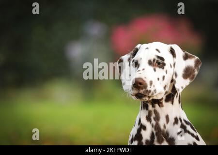 Dalmatiner Welpen Stockfoto