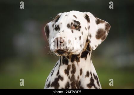 Dalmatiner Welpen Stockfoto