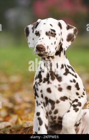 Dalmatiner Welpen Stockfoto