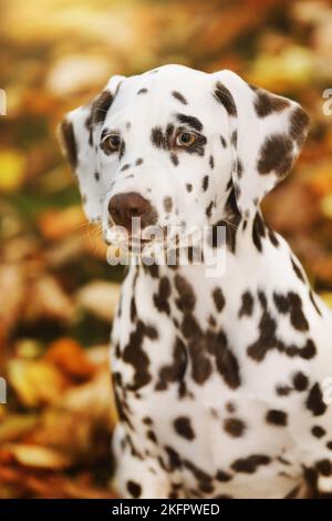 Dalmatiner Welpen Stockfoto