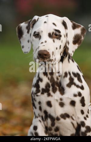 Dalmatiner Welpen Stockfoto