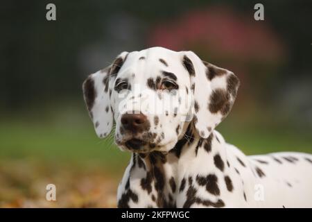 Dalmatiner Welpen Stockfoto