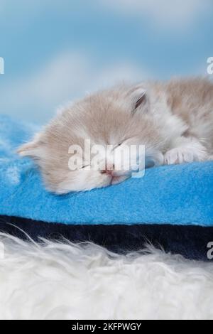 Highlander Kitten Stockfoto