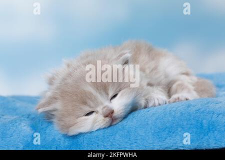 Highlander Kitten Stockfoto