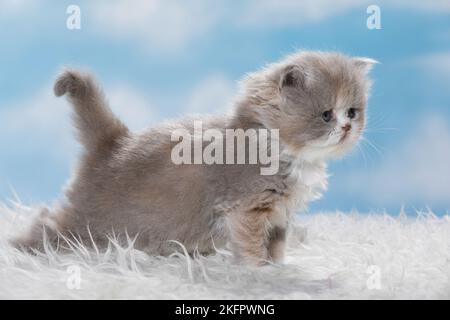 Highlander Kitten Stockfoto
