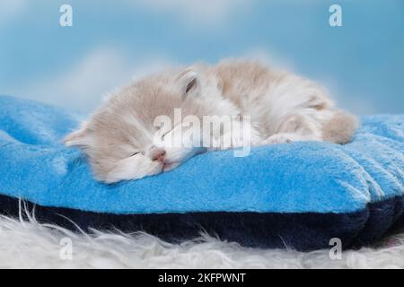 Highlander Kitten Stockfoto