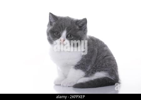 Britisch Kurzhaar Kätzchen Stockfoto