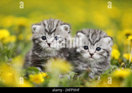 Britisch Kurzhaar Kätzchen Stockfoto