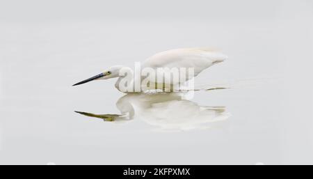 Ein großer Reiher ( Ardea Alba ) und seine Spiegelung in einem See, High key, zentriert, Minimalismus, horizontal, Platz kopieren, negativer Platz Stockfoto