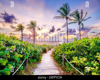 Wunderschöner Strandpfad, eingerahmt von Palmen, der zum Strand, Hollywood Beach, Sunrise Miami, South Florida, USA führt Stockfoto