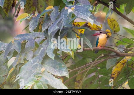 Storchschnabel-Eisvögel (Pelargopsis capensis) auf einem Baum. Chitwan-Nationalpark. Nepal. Stockfoto