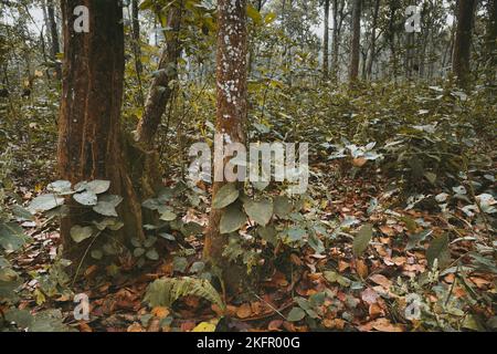 Sal-Baum (Shorea Robusta) Wald. Dies ist die typische Vegetation des Inner Terai. Chitwan-Nationalpark. Nepal. Stockfoto