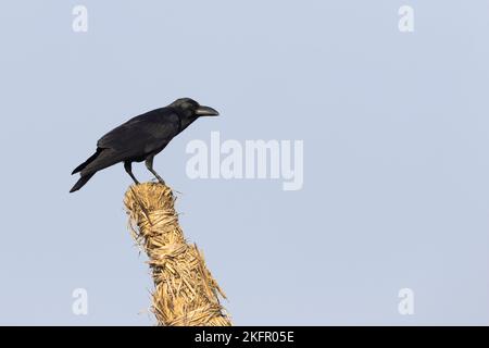 Indian Jungle Crow (Corvus culminatus) thront auf einem Heuhaufen. Nepal. Stockfoto