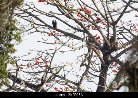 Weißrumpf-Geier (Gyps bengalensis) erwachsen und Küken auf Nest. Nepal. Stockfoto