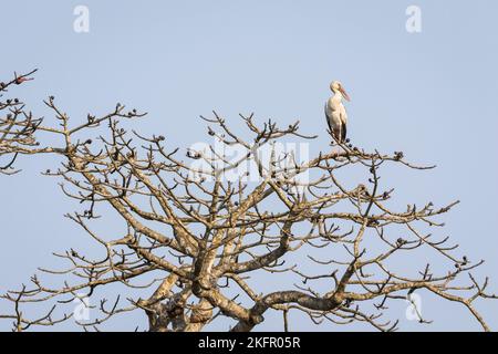 Asiatischer Openbill (Anastomus oscitans) auf Seidenbaumwolle (Bombax ceiba). Nepal. Stockfoto