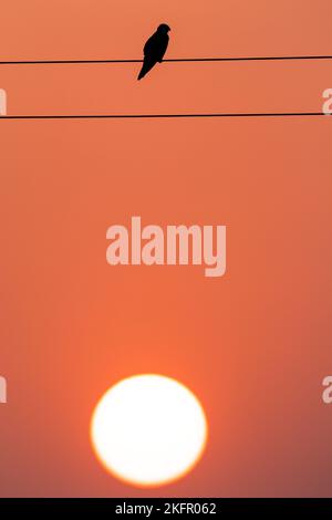 Schwarzflügeliger Drachen (Elanus caeruleus), der auf Draht thront. Nepal. Stockfoto