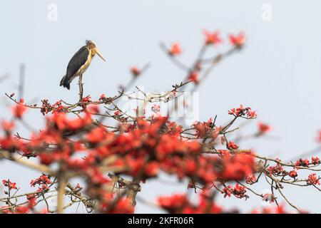 Kleiner Adjutant (Leptoptilos javanicus), der in einem blühenden Seidenbaumbaumbaum (Bombax ceiba) thront. Nepal. Stockfoto