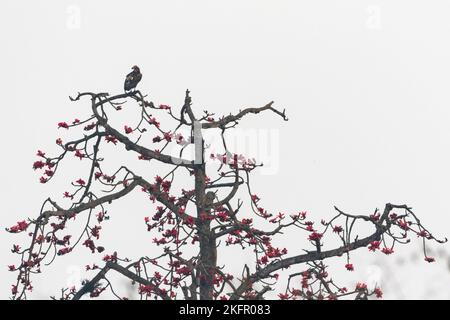 Rotkopfgeier (Sarcogrips calvus), der auf einem blühenden Seidenbaumbaumbaumbaum (Bombax ceiba) thront. Nepal. Stockfoto