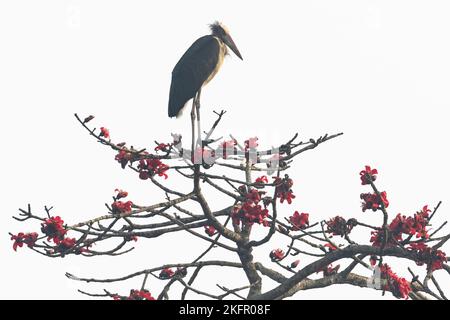 Kleiner Adjutant (Leptoptilos javanicus), der auf einem blühenden Seidenbaumbaumbaumbaum (Bombax ceiba) thront. Nepal. Stockfoto