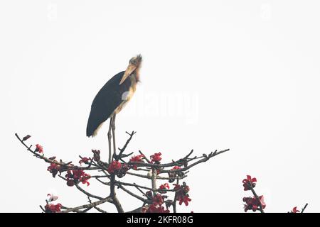 Kleiner Adjutant (Leptoptilos javanicus), der auf einem blühenden Seidenbaumbaumbaumbaum (Bombax ceiba) thront. Nepal. Stockfoto