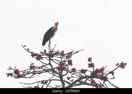 Kleiner Adjutant (Leptoptilos javanicus), der auf einem blühenden Seidenbaumbaumbaumbaum (Bombax ceiba) thront. Nepal. Stockfoto